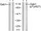 GRB2 Associated Binding Protein 1 antibody, PA5-38133, Invitrogen Antibodies, Western Blot image 