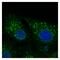 Caveolin 2 antibody, LS-B12413, Lifespan Biosciences, Immunofluorescence image 