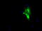 Lipase G, Endothelial Type antibody, TA501019, Origene, Immunofluorescence image 