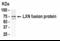 Latexin antibody, XW-7356, ProSci, Western Blot image 