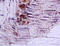 Cytoglobin antibody, 251232, Abbiotec, Immunohistochemistry paraffin image 