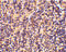 Caspase 4 antibody, 3453, ProSci, Western Blot image 