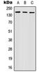 Myelin Associated Glycoprotein antibody, orb234894, Biorbyt, Western Blot image 