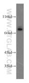 Cullin 4A antibody, 14851-1-AP, Proteintech Group, Western Blot image 