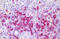 CD45RB antibody, MBS246515, MyBioSource, Immunohistochemistry paraffin image 