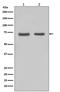 Far Upstream Element Binding Protein 1 antibody, M03126, Boster Biological Technology, Western Blot image 