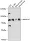 Mannosidase Alpha Class 1A Member 2 antibody, A11639, Boster Biological Technology, Western Blot image 