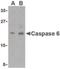 Caspase 6 antibody, LS-B477, Lifespan Biosciences, Western Blot image 