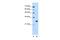 Forkhead Box R2 antibody, A16212, Boster Biological Technology, Western Blot image 