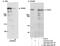 Cullin 9 antibody, NB200-187, Novus Biologicals, Western Blot image 