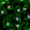 High Mobility Group Box 1 antibody, 651408, BioLegend, Immunofluorescence image 
