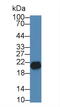 Sperm Autoantigenic Protein 17 antibody, LS-C374275, Lifespan Biosciences, Western Blot image 