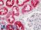 Cystatin C antibody, LS-B13022, Lifespan Biosciences, Immunohistochemistry paraffin image 