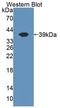 Cytokine Inducible SH2 Containing Protein antibody, LS-C374453, Lifespan Biosciences, Western Blot image 