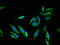 Melanophilin antibody, CSB-PA014640LA01HU, Cusabio, Immunofluorescence image 