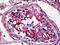 Annexin A5 antibody, 51-673, ProSci, Immunohistochemistry frozen image 