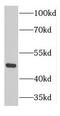GTP Binding Protein 3, Mitochondrial antibody, FNab03721, FineTest, Western Blot image 