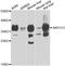 Aldo-Keto Reductase Family 1 Member C4 antibody, A7430, ABclonal Technology, Western Blot image 