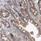 L37mt antibody, PA5-55274, Invitrogen Antibodies, Immunohistochemistry frozen image 