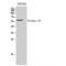 Elongin A3 antibody, LS-C383318, Lifespan Biosciences, Western Blot image 