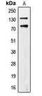 CUB Domain Containing Protein 1 antibody, LS-C353567, Lifespan Biosciences, Western Blot image 