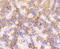 Catalase antibody, NBP2-67212, Novus Biologicals, Immunohistochemistry paraffin image 