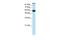 General Transcription Factor IIIC Subunit 5 antibody, PA5-41134, Invitrogen Antibodies, Western Blot image 