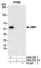Ubiquitin Protein Ligase E3 Component N-Recognin 7 (Putative) antibody, A304-130A, Bethyl Labs, Immunoprecipitation image 