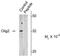 Oligodendrocyte Transcription Factor 2 antibody, PA5-35405, Invitrogen Antibodies, Western Blot image 