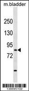 T-Box, Brain 1 antibody, 59-440, ProSci, Western Blot image 