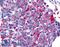 Frizzled Class Receptor 8 antibody, LS-A4766, Lifespan Biosciences, Immunohistochemistry paraffin image 