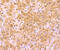 Arginase 1 antibody, A01106-2, Boster Biological Technology, Immunohistochemistry paraffin image 