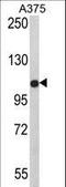 Tectonin Beta-Propeller Repeat Containing 1 antibody, LS-C163348, Lifespan Biosciences, Western Blot image 