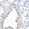 Caveolin 3 antibody, 23-393, ProSci, Immunohistochemistry frozen image 