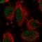 Dynein Light Chain Tctex-Type 1 antibody, HPA046559, Atlas Antibodies, Immunofluorescence image 