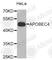 Apolipoprotein B MRNA Editing Enzyme Catalytic Polypeptide Like 4 antibody, A5230, ABclonal Technology, Western Blot image 