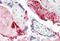 Collagen Type I Alpha 2 Chain antibody, MBS242746, MyBioSource, Immunohistochemistry frozen image 