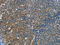 Tripartite Motif Containing 31 antibody, CSB-PA290336, Cusabio, Immunohistochemistry frozen image 