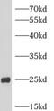 Rho GDP Dissociation Inhibitor Gamma antibody, FNab00557, FineTest, Western Blot image 