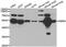 Matrix Metallopeptidase 8 antibody, MBS127787, MyBioSource, Western Blot image 
