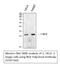 Nerve Growth Factor antibody, STJ97260, St John