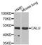 Calumenin antibody, orb373417, Biorbyt, Western Blot image 