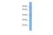 Glycerophosphodiester Phosphodiesterase Domain Containing 5 antibody, PA5-43468, Invitrogen Antibodies, Western Blot image 