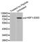 Heat Shock Transcription Factor 1 antibody, MBS128304, MyBioSource, Western Blot image 