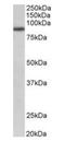 Fibroblast Growth Factor Receptor 1 antibody, orb125244, Biorbyt, Western Blot image 