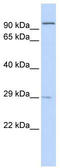 Sarcospan antibody, TA339440, Origene, Western Blot image 