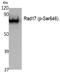 RAD17 Checkpoint Clamp Loader Component antibody, P02159, Boster Biological Technology, Western Blot image 