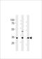 Cell Growth Regulator With EF-Hand Domain 1 antibody, LS-C204036, Lifespan Biosciences, Western Blot image 