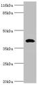 SH3 And Cysteine Rich Domain 3 antibody, orb356967, Biorbyt, Western Blot image 