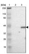 DAZ Associated Protein 1 antibody, PA5-52083, Invitrogen Antibodies, Western Blot image 